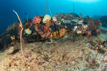 Wall Mural - Variegated crayfish on the seabed in Raja Ampat. Panulirus penicillatus during dive in Indonesia. Lobster is hiding on the corals.