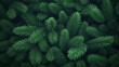© NK - Illustration of a vibrant green pine tree up close. Christmas tree branches