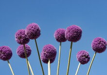Decorative Bow Flowers In The Form Of Lilac Balls.