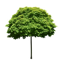 One Tall Maple With Long Thin Trunk Isolated On Transparent Background. Sheared Rounded Tree Crown. Thick Green Foliage. Cut Out Park Element. Young Garden Plant. Botanical Image In Bright Light