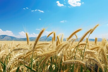 Golden wheat with the stem of the plants still green. Sunny day with a clear blue sky and few white clouds. Agricultural landscape background