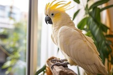 There Is A Delightful And Amusing Cockatoo Parrot With Beautiful White Feathers And Small Black Eyes. It Is Kept As A Beloved Pet In A Caf�, Confined Within A Secure And Safe Cage. The Parrots