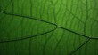© ArtSpree - green leaf texture. Generative AI