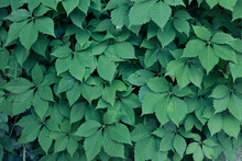 Green Ivy, Specifically "Virginia Creeper" Covering A Wall