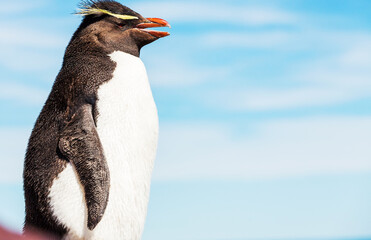 rockhopper