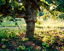 Apples Beneath Apple Tree