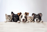 Fototapeta  - Cute puppies and kittens peek behind a wooden banner with empty space for text or product placement. The concept of an advertising poster for a pet store or veterinary clinic.