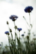 Close-up Of Blue Flowers