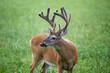 Whitetailed deer buck in velvet