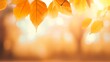 canvas print picture - Farbenfrohes Bokeh: Herbstblätter schaffen eine verträumte Kulisse