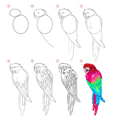 Canvas Print - How to draw cute parrot. Educational page for children. Creation step by step animal illustration. Printable worksheet for kids school exercise book. Online education. Flat vector drawing.