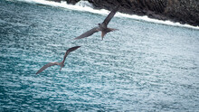 Soaring Birds Over Blue Waves And Volcanic Rock Galapagos Islands