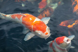 A huge koi carp in a pond in a garden outdoors
