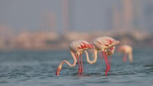 Greater Flamingos Feeding At Eker