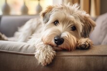 Adorable, Fluffy Wheaten Terrier Dog Relaxing On The Couch In Its Cozy Home.