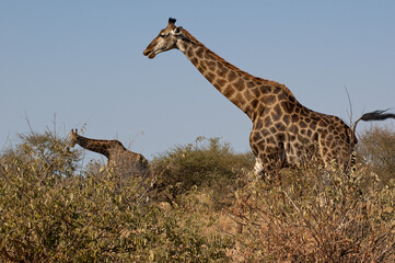 Canvas Print - Graceful Giraffe Striding Across the Savannah