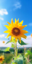 A Vibrant Sunflower Standing Tall In A Picturesque Field Under A Clear Blue Sky
