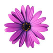 violette blüte mit schmalen ovalen blütenblättern und gelben staubgefäßen