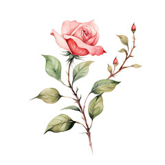 Sticker - Watercolor rose branch in solitude against transparent background