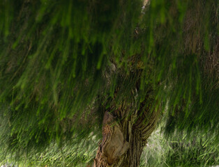 tree in the grass