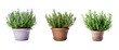 Collection of rosemary plants, purple flowers in pots, transparent background