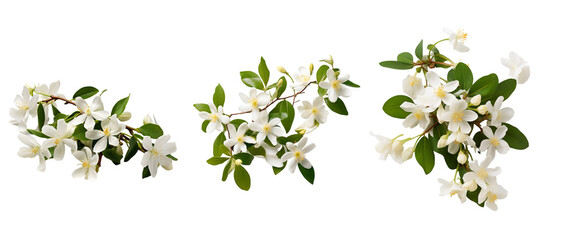 white jasmine bouquet collection transparent background for decorating banners and cards