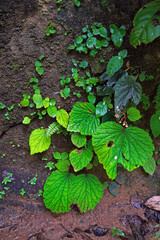 Wall Mural - Wild begonias in tropical rainforest of Thailand. Selective focus with copy space