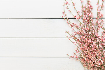 Wall Mural - Spring greeting card, living coral color flowers on the pastel background.