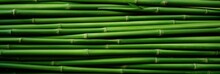 Horizontal Green Bamboo Background Texture