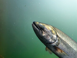 A closeup of a Chinook King Salmon as it uses a fish ladder at a dam. 