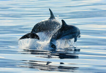 Bottlenose Dolphins Tursiops Truncatus In The Atlantic Ocean Off The Azores