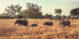 Fototapeta Konie - Elephant family walking in the wild