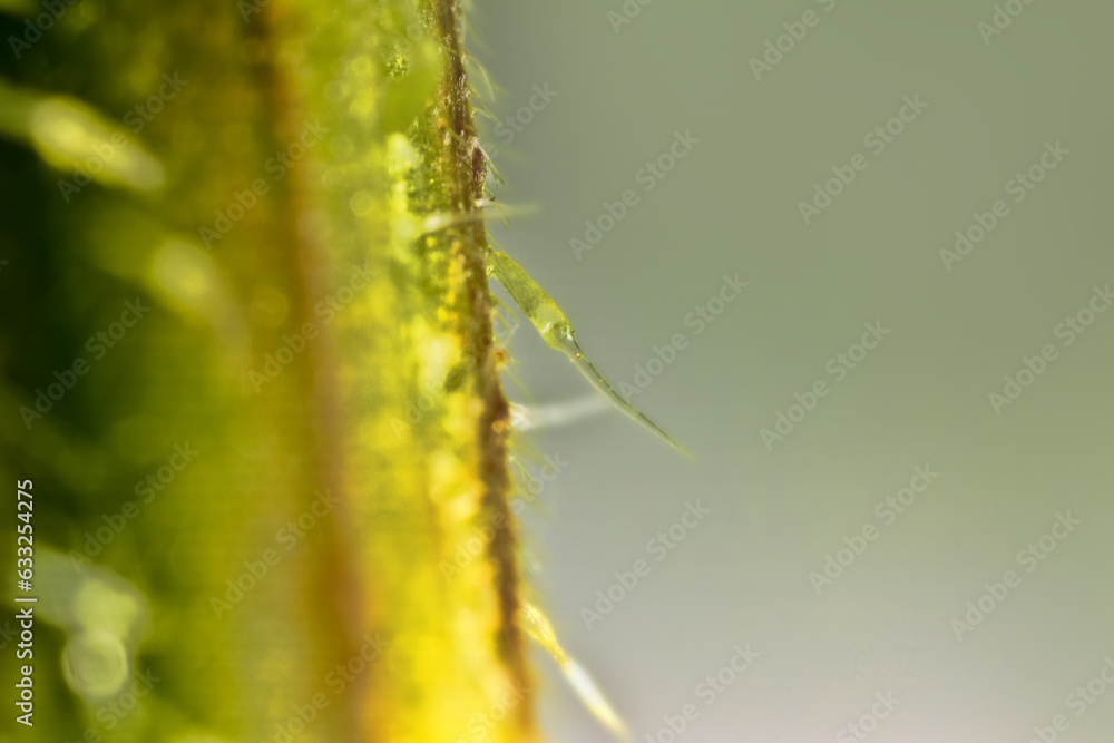 Urticating hair (stimulus, cnida) of nettle. Visible glandular ...