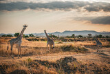 Fototapeta Konie - Wild African giraffes at sunrise