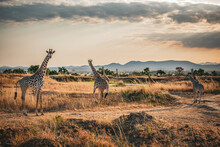 Wild African Giraffes At Sunrise