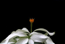 Exotic Beautiful White Mussaenda Flower