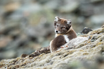 arctic fox in natural environment on svalbard