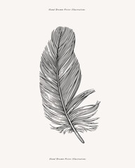 Poster - Bird feather. Feather drawn in the old engraving style. Vector illustration on a light isolated background.