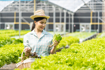 Asian woman grows green oak lettuce in a greenhouse using organic hydroponic system.Woman checking before harvesting.