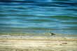 The common sandpiper (Actitis hypoleucos) wintering on the coast of the Persian Gulf