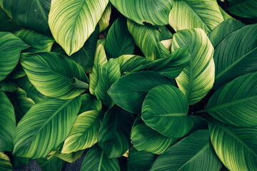 closeup tropical green leaves texture and dark tone process, abstract nature pattern background.