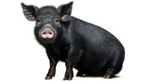 Black Pig On The White Isolated Background