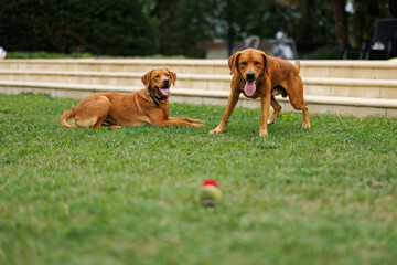 Wall Mural - two brown labrador retriever dogs in the garden in shallow depth of field in Piedmont