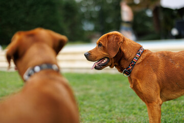 Wall Mural - two brown labrador retriever dogs in the garden in shallow depth of field in Piedmont