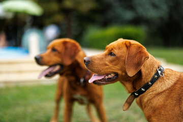 Wall Mural - two brown labrador retriever dogs in the garden in shallow depth of field in Piedmont