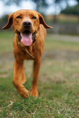 Wall Mural - portrait of a brown labrador retriever dog in the garden in shallow depth of field in Piedmont