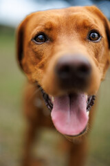 Wall Mural - portrait of a brown labrador retriever dog in the garden in shallow depth of field in Piedmont