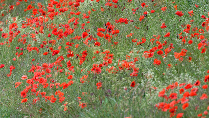 Sticker - coquelicot - Papaver rhoeas
