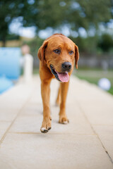 Wall Mural - portrait of a brown labrador retriever dog in the garden in shallow depth of field in Piedmont