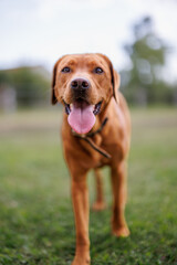Wall Mural - portrait of a brown labrador retriever dog in the garden in shallow depth of field in Piedmont